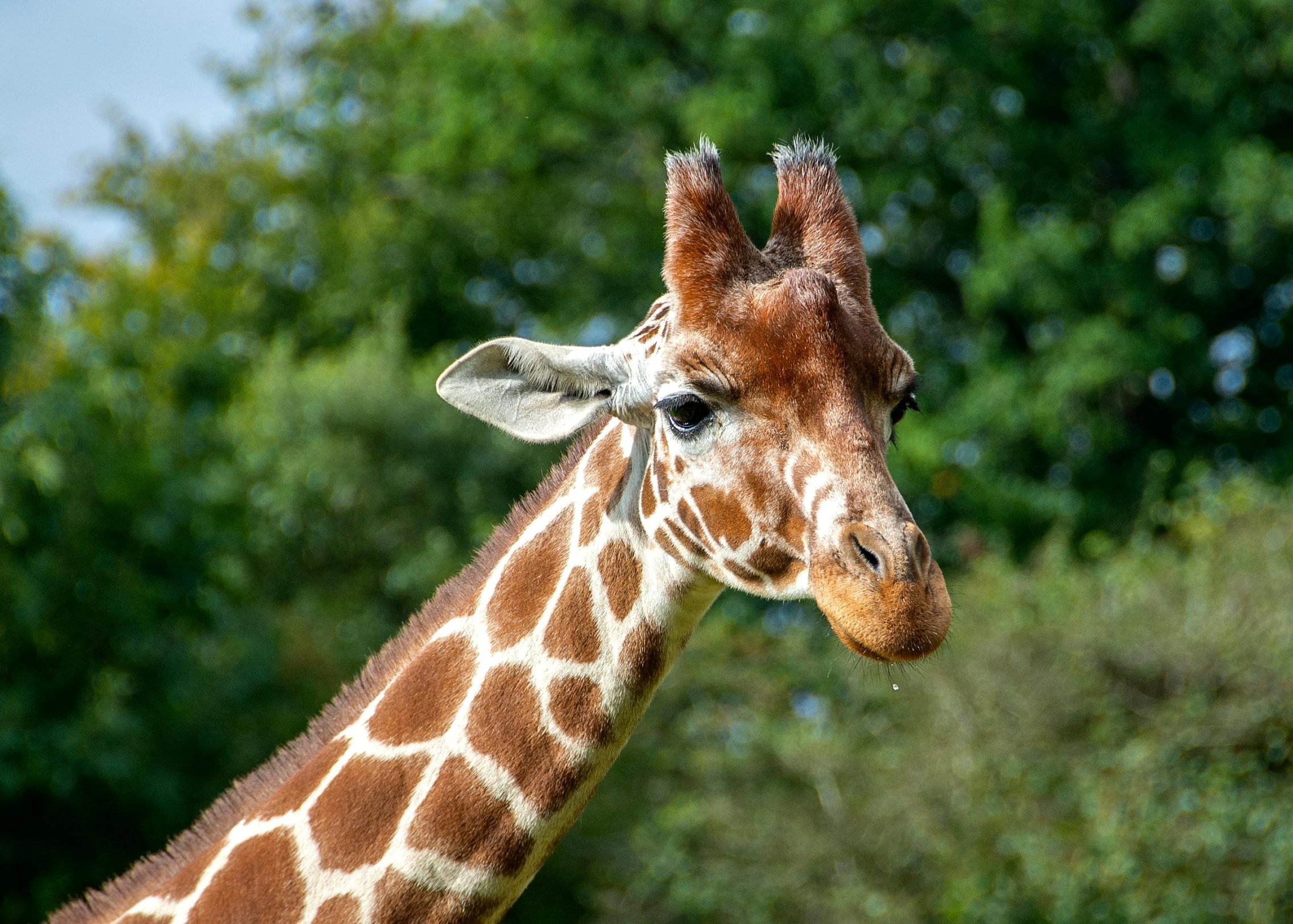 the head of a giraffe with trees in the background