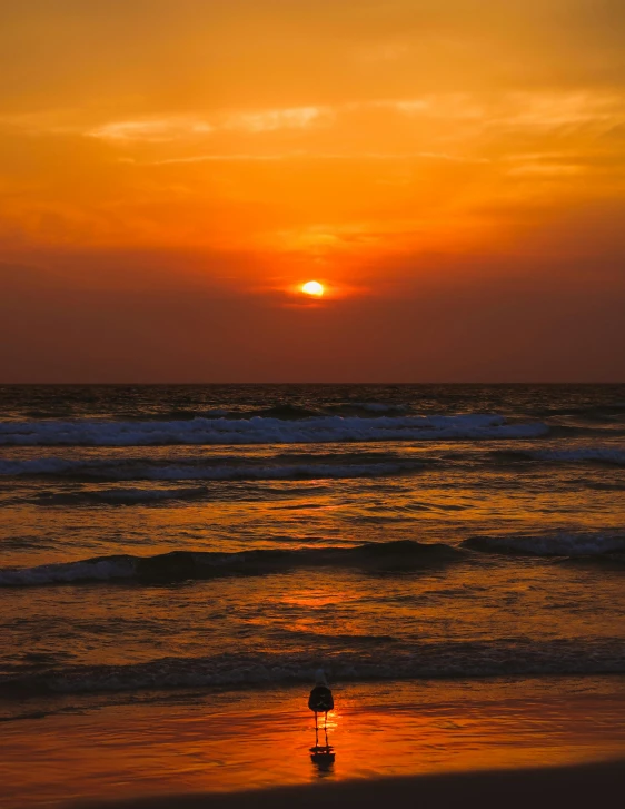 a lone bird standing in the water as the sun sets