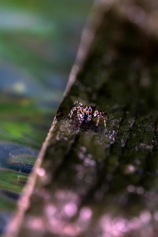 a spider that is standing on some wood