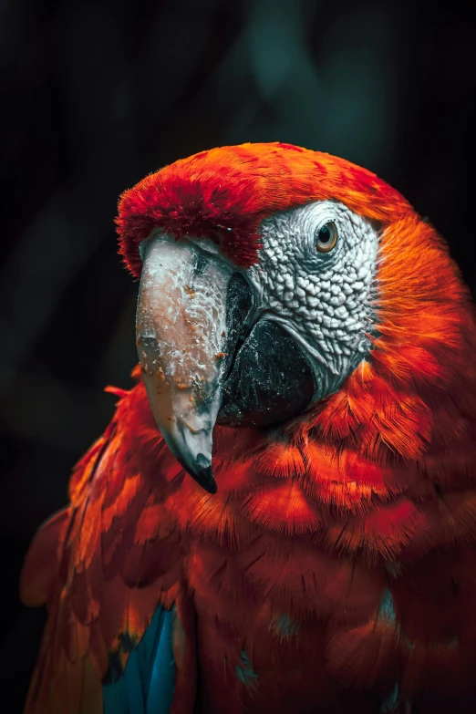 a parrot's head is showing and red feathers are around the head