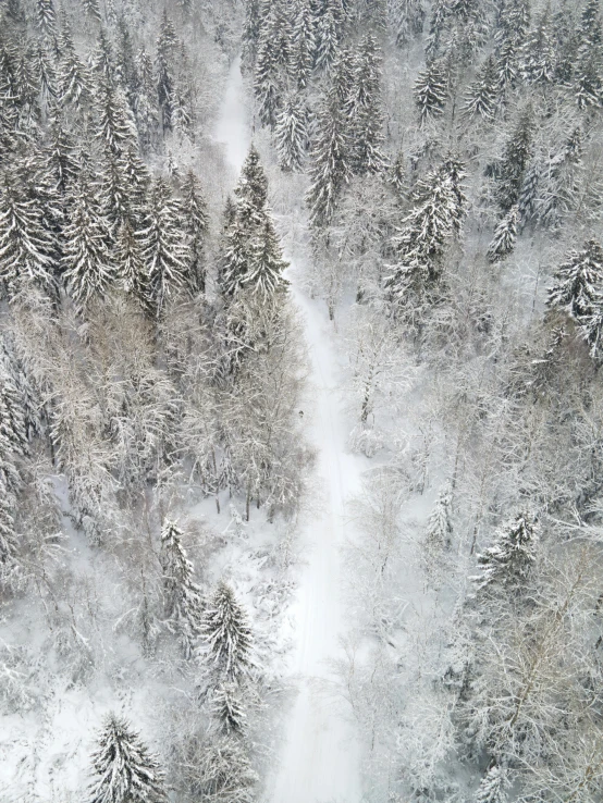 an aerial view of trees covered in snow