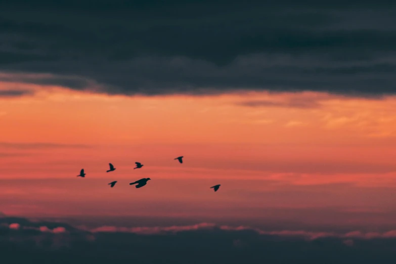 a flock of birds flying through a sunset