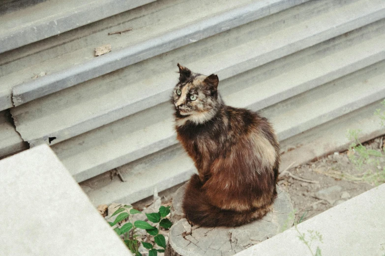 a brown, black and white cat on top of concrete