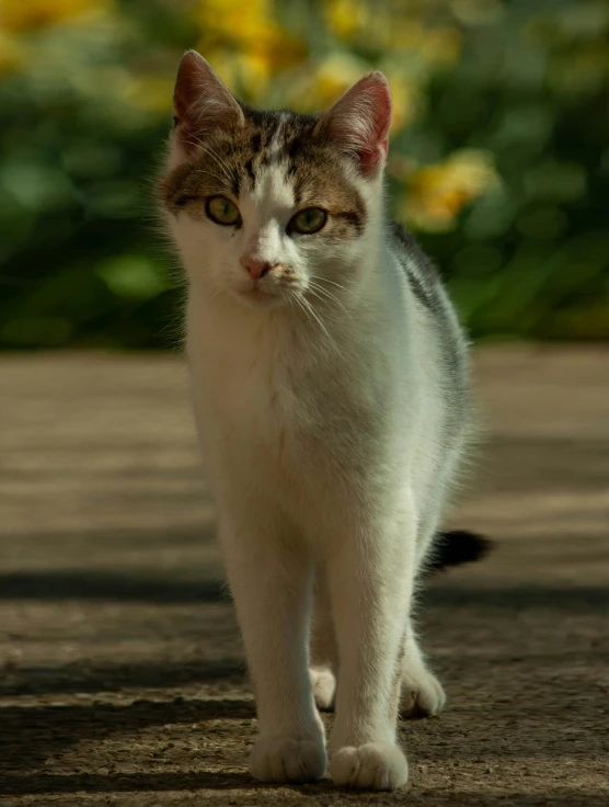 the cat is walking toward the camera outside