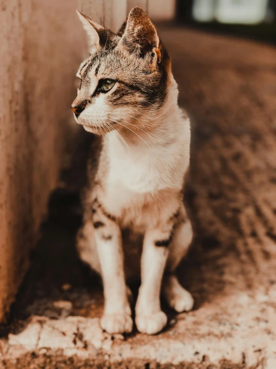 a small kitten looks directly at the camera