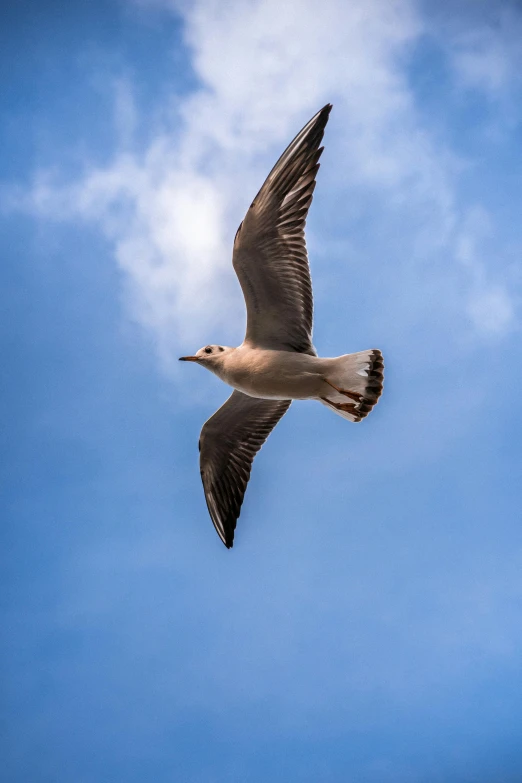 a large bird flying through a blue sky