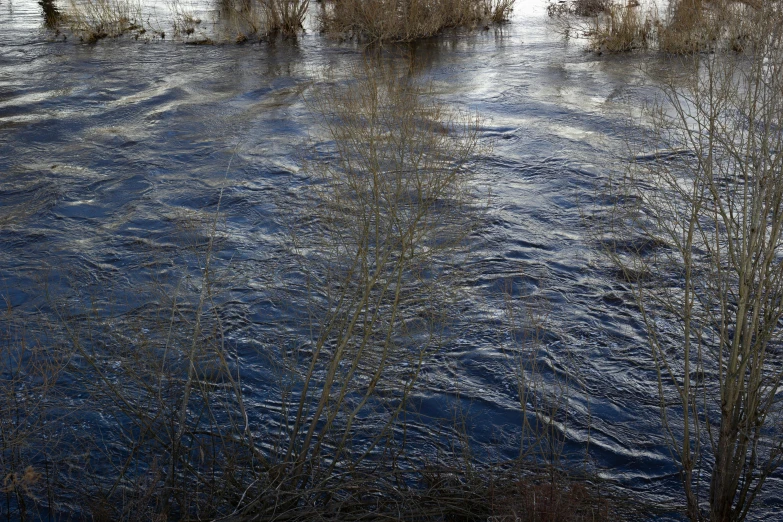 a group of trees near the edge of a river