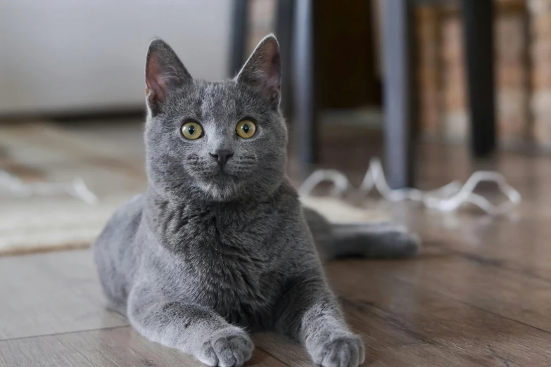 a close up of a cat on the ground