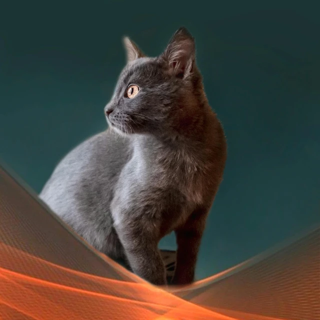 a grey cat standing on top of a table next to orange and black waves