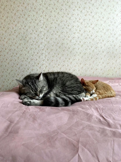 two cats sleeping on top of each other on a bed