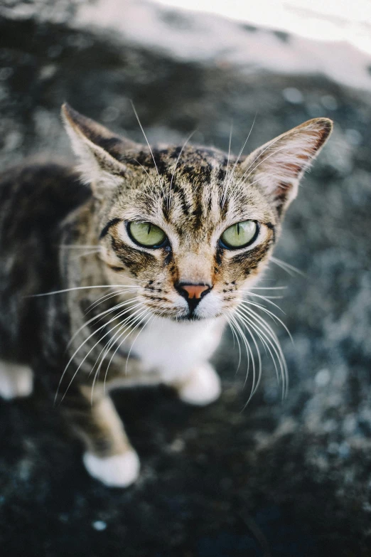 a cat standing on top of a rock covered ground