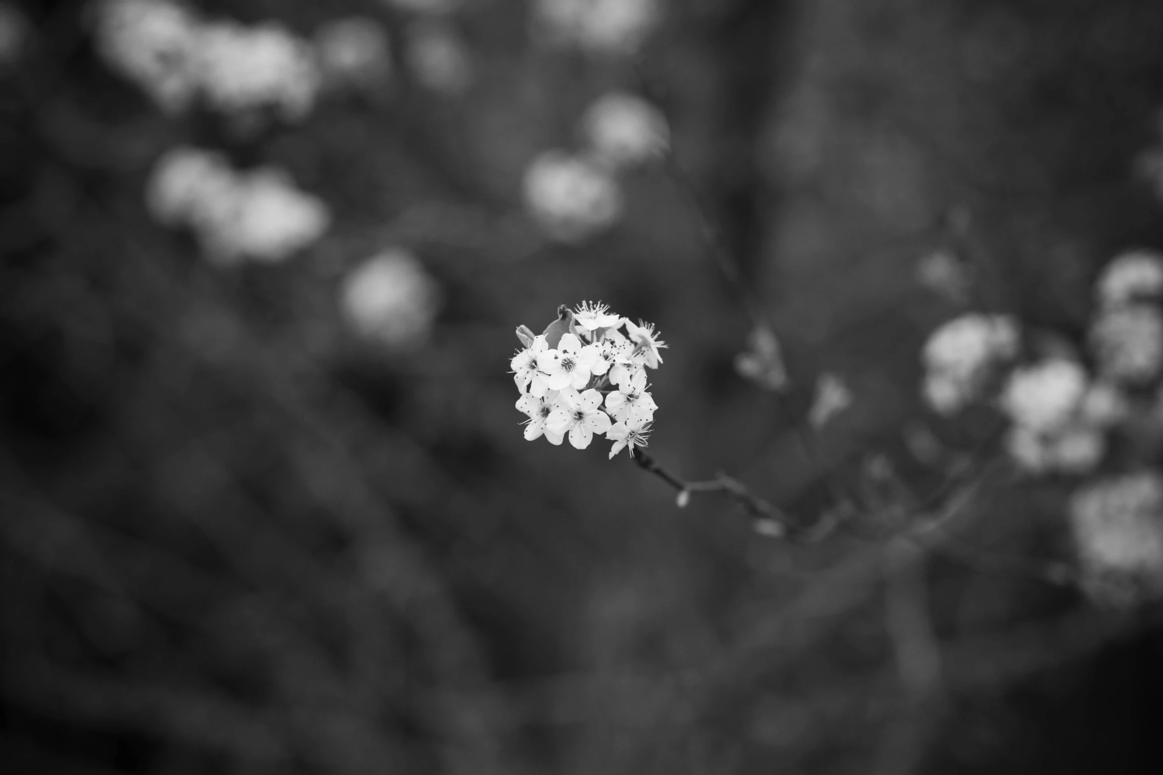 a black and white po of white flowers on a nch