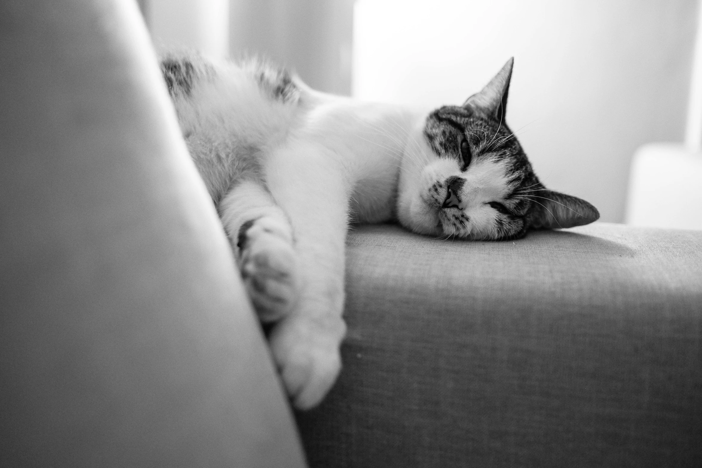 a cat lays down on the arm of the couch