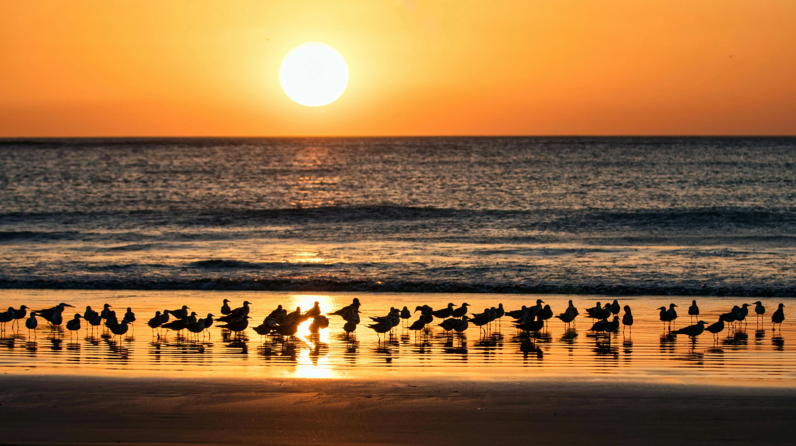 a flock of seagulls are walking along the beach at sunset