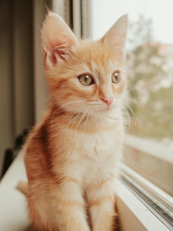 the kitten is sitting by the window sill