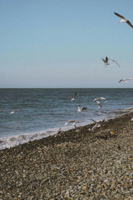 seagulls flying low to the ground on a rocky beach