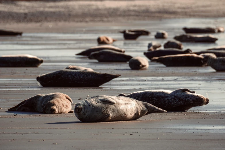 a large amount of dead animals lying on the beach