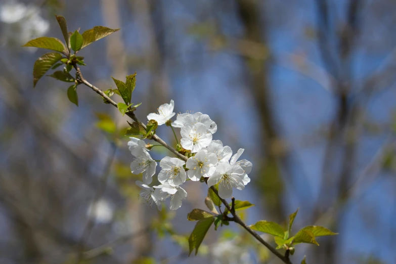 the nches of some trees with white flowers