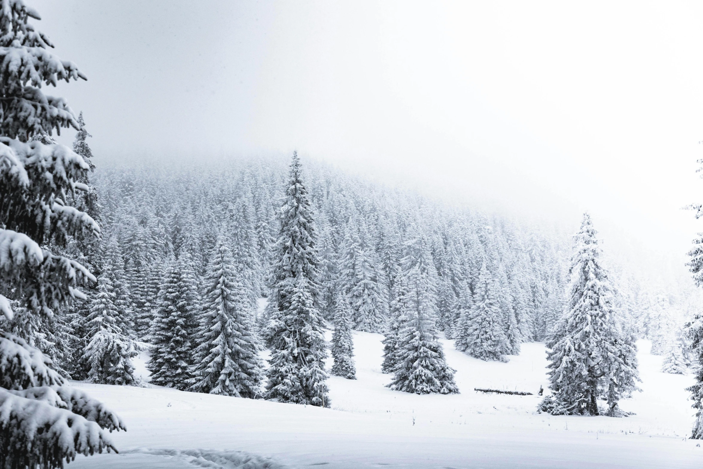 trees covered with snow in a forest