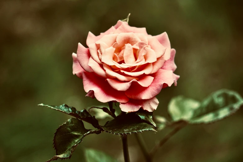 a pink rose that is blooming on a sunny day