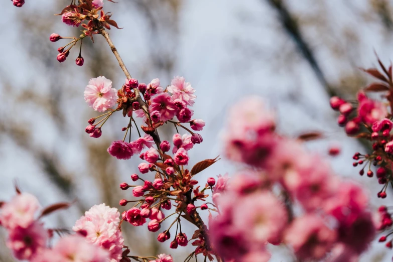 pink flowers are shown on the stem of a flowering tree