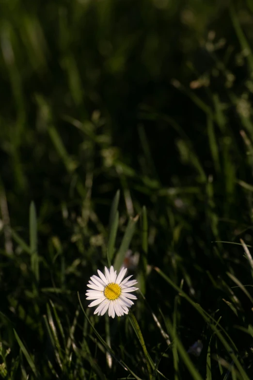 a flower in the middle of grass on a sunny day