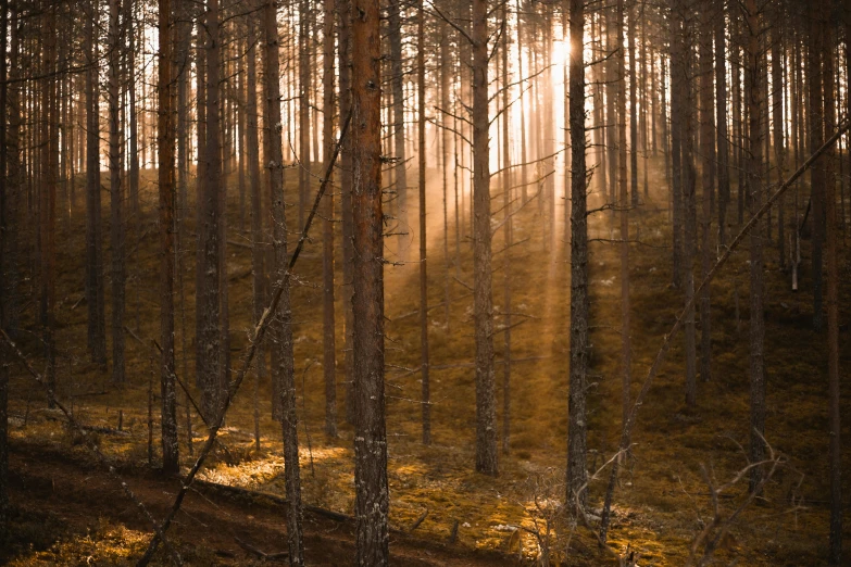 the sun beams shine through the fogy trees in the forest