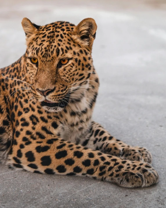 a large leopard laying down on top of cement