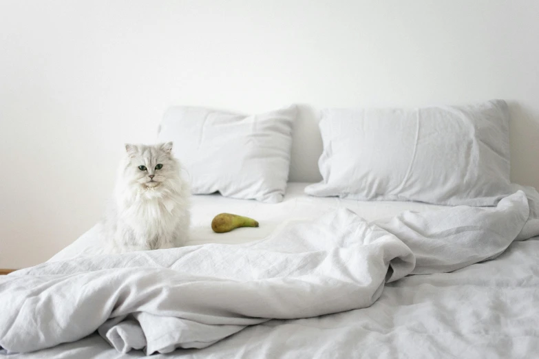 a white fluffy cat sitting on top of a white bed