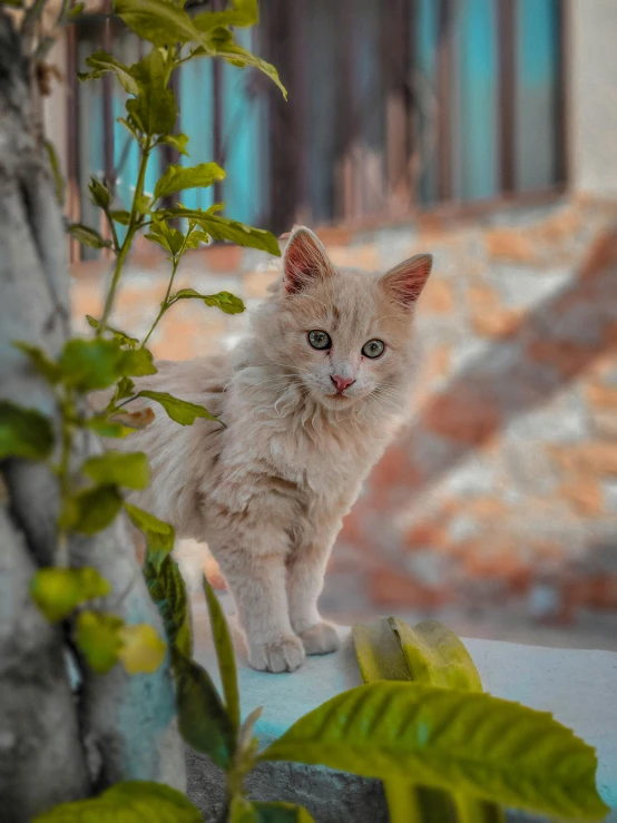 a white kitten is sitting near some leaves