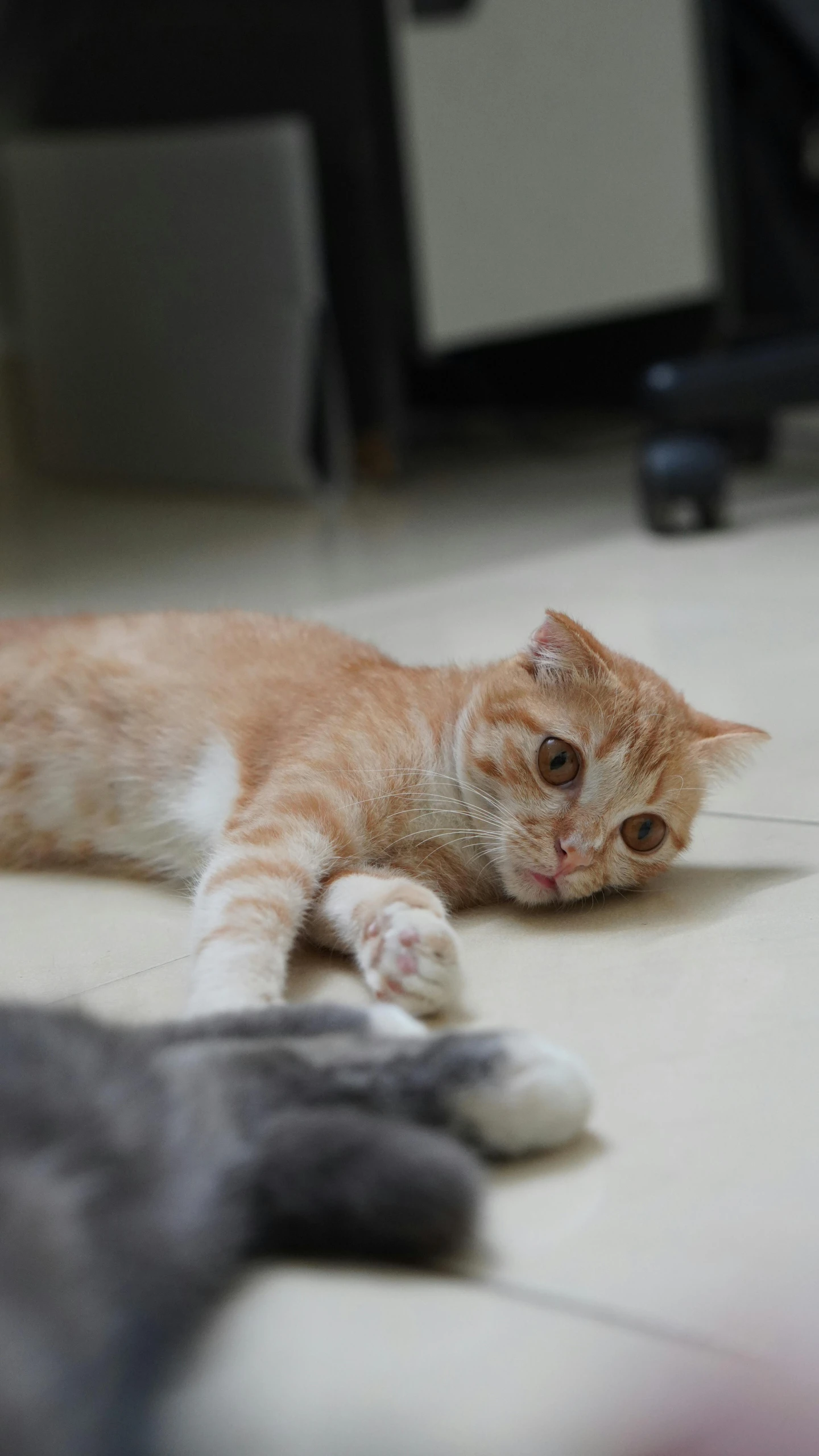 an orange and white cat laying on the floor