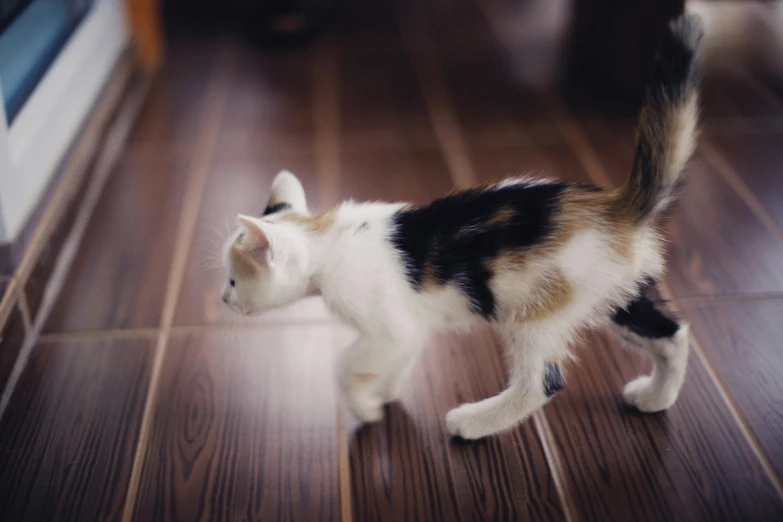 there is a white, black and brown cat walking down the floor