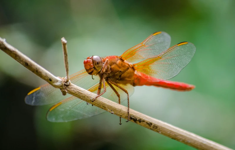 a red dragonfly sitting on top of a plant