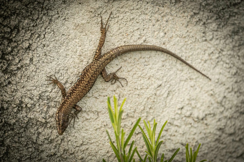 a lizard sitting on top of a rock