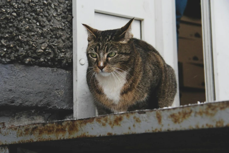 a cat is standing outside of a door