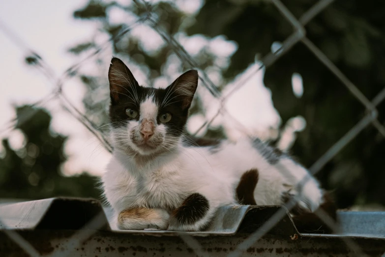 a black and white cat sitting on top of a box