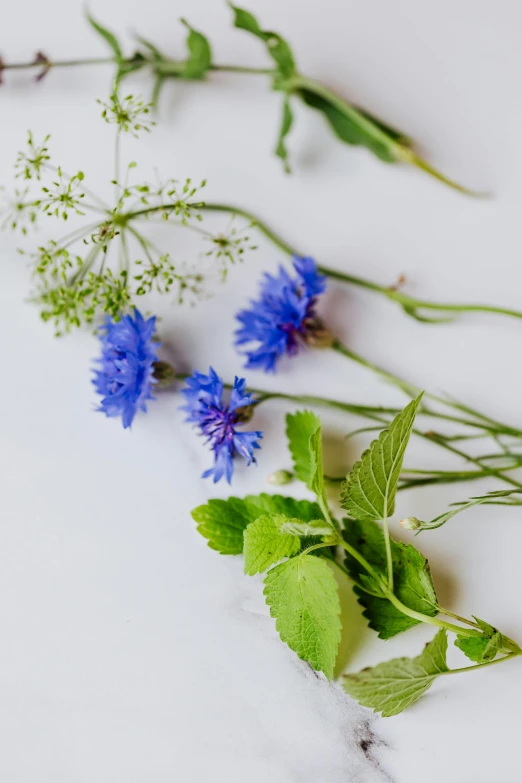 flowers and leaves that have been grown on a white background