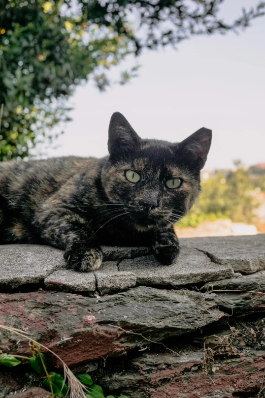 the cat is sitting on the rock by itself