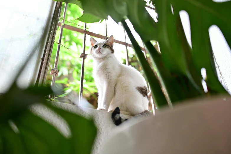 a white and grey cat is sitting on top of the seat