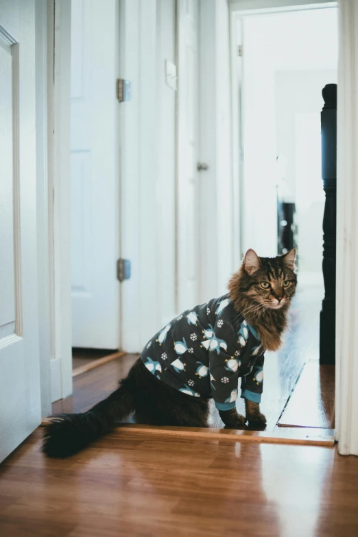 a cat that is wearing a shirt and standing in a hallway