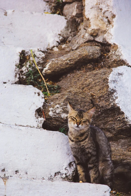 a cat sitting on rocks outside with grass growing out of it