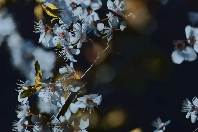 the flowers on the tree are very delicate