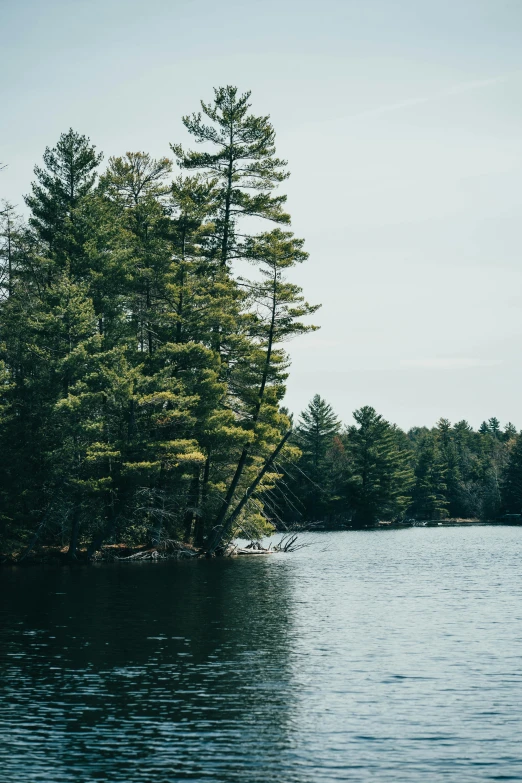 a large tree stands in the middle of the lake