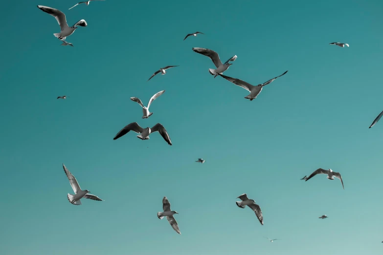 several seagulls are flying in the air together