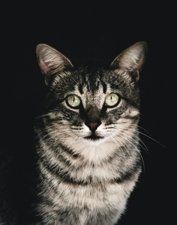 a cat with bright green eyes looks off to the side