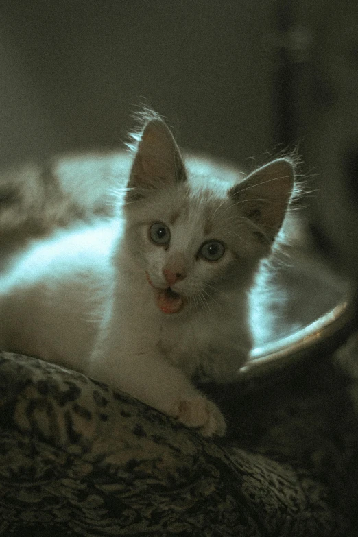 a cat sitting on a chair looking at the camera