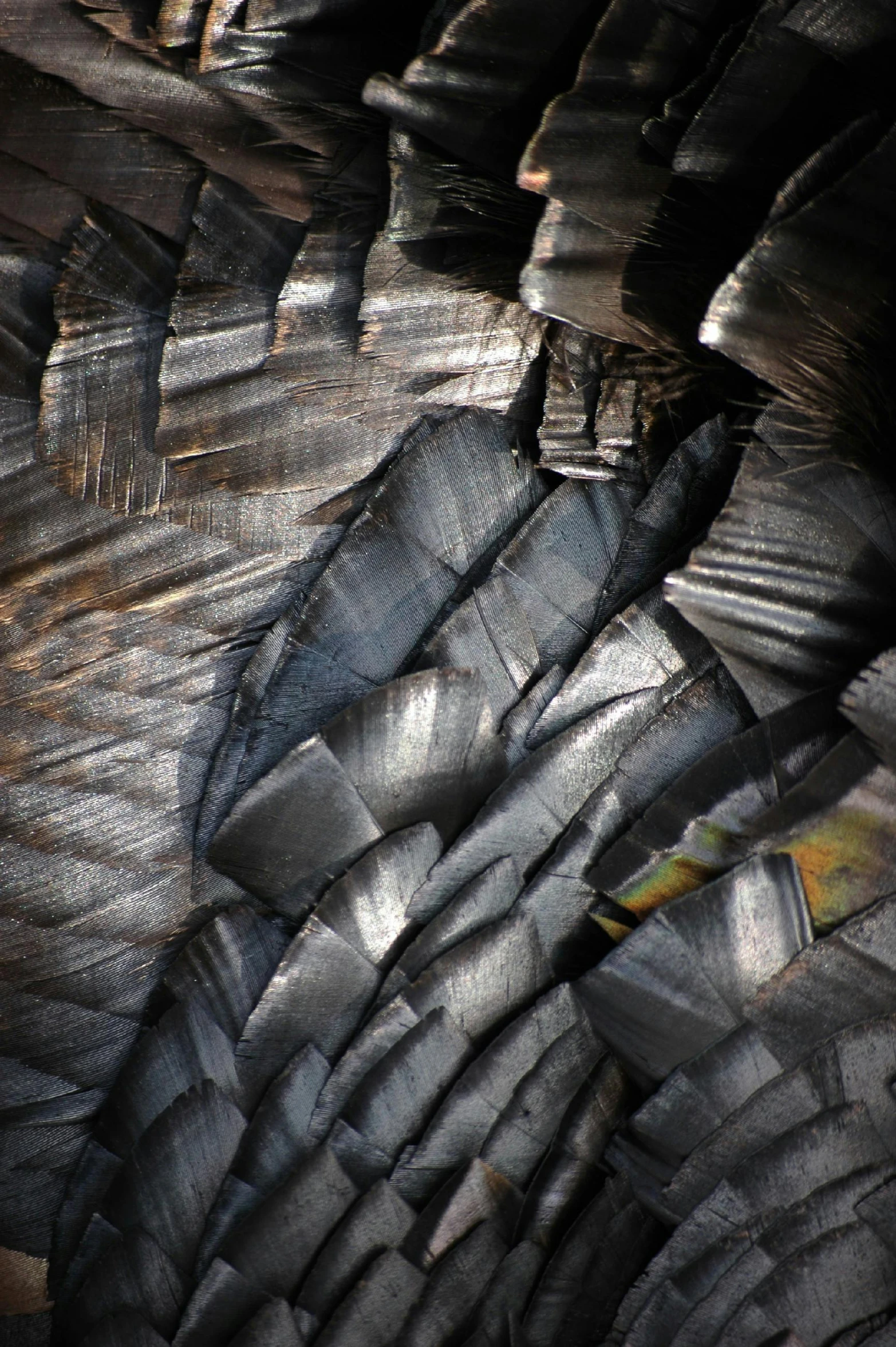 a picture of some black and silver feathers