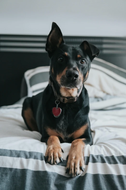 a dog laying on a bed next to a pillow