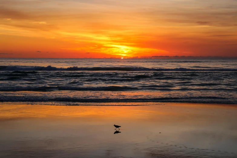 a bird flying over the ocean with the sun going down