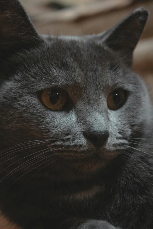 a close up image of a grey cat's face